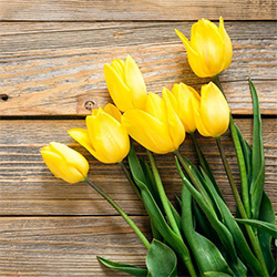 Idaho Gives: Empowering Nonprofits Across the Gem State